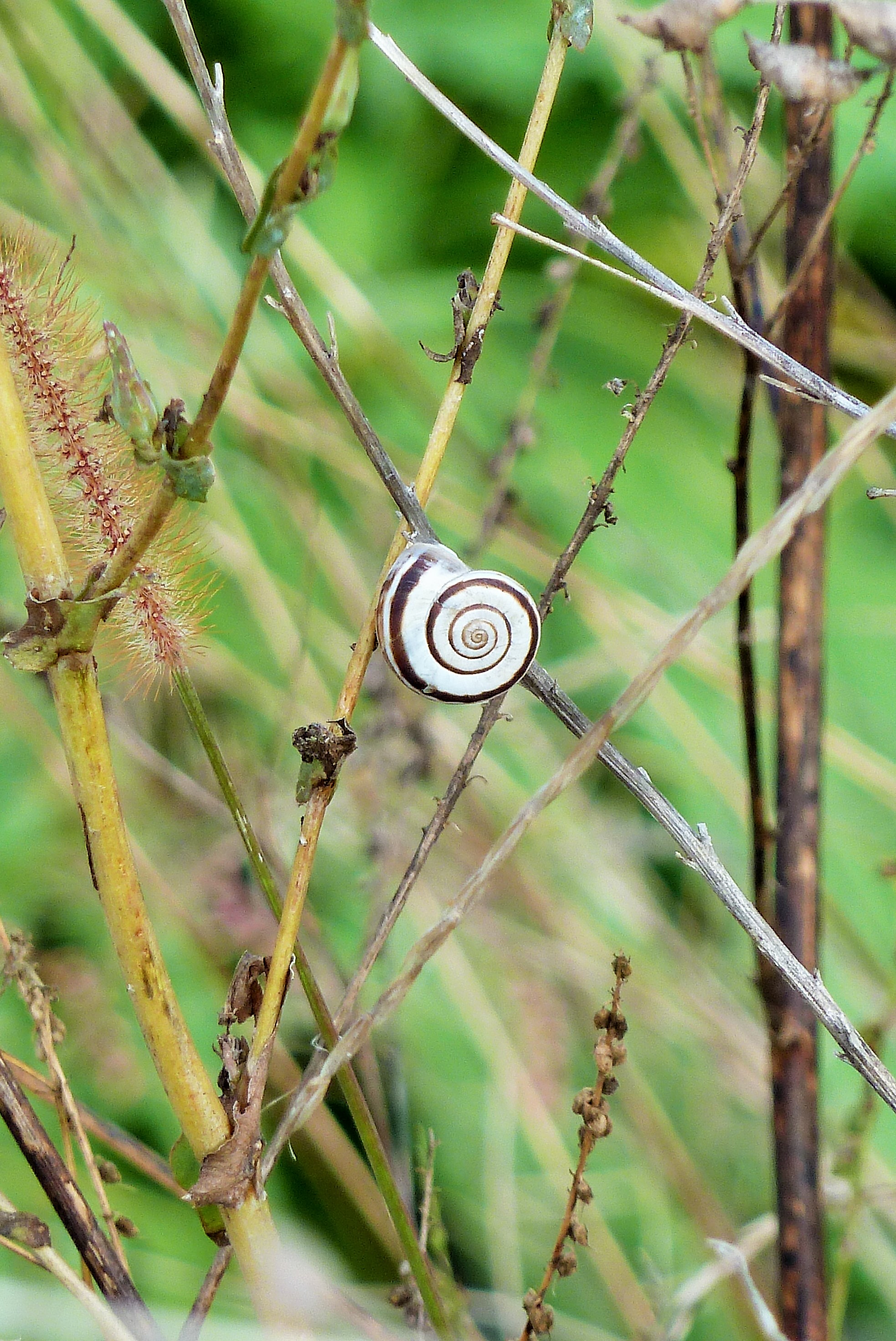 Schnecke